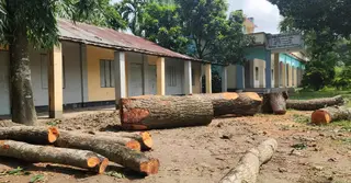 কুষ্টিয়ায় বিদ্যালয়ের গাছ কেটে বিক্রির অভিযোগ প্রধান শিক্ষকের বিরুদ্ধে